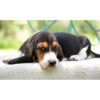 Basset Hound Puppy For Sale (Barney) - Image 5