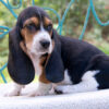 Basset Hound Puppy For Sale (Barney)