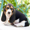 Basset Hound Puppy For Sale (Barney) - Image 3
