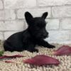 Scottish Terrier Puppy For Sale (Seth) - Image 4